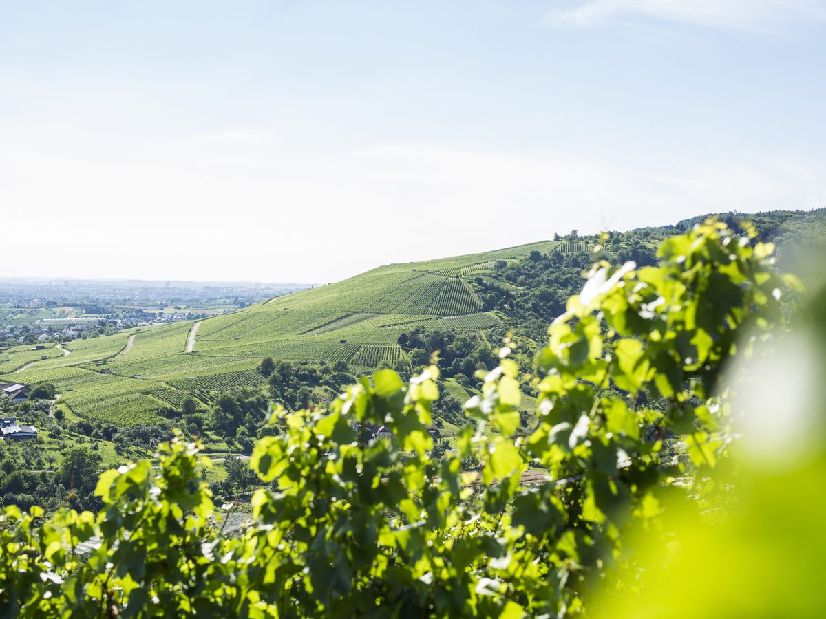 Weinwanderung im Remstal: Weinberge des Weinguts Sterneisen bei Stuttgart